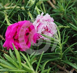 Portulaca grandiflora in two beautiful pink shades