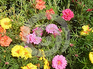 Portulaca or moss rose purslane succulent flowering plant native to Argentina