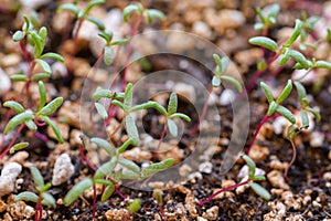 Portulaca Moss Rose Seedlings Close up. Spring Gardening Background.