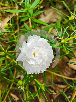 Portulaca oleracea blooming in the garden with white pink yellow and orange Verdolaga Pigweed Little Hogweed Pusley