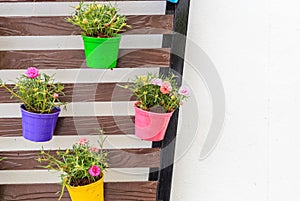 Portulaca oleracea in color planter box hanging on wooden wall