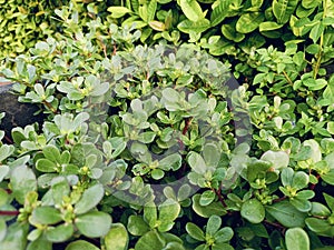 Portulaca oleracea;common purslane, also known as little hogweed, or pursley, a grass with many benefits