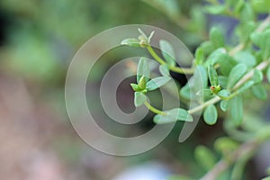 Portulaca oleracea common purslane, also known as verdolaga, pigweed, little hogweed, red root, pursley, and moss rose