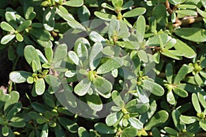 Portulaca oleracea (common purslane)