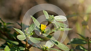 Portulaca oleracea, one of the wild plants with herbal benefits