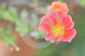 Portulaca oleracea,pussley or rose mose photo