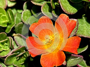 Portulaca 'Pazzaz Nano Orange', compact hybrid cultivar