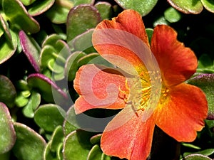 Portulaca 'Pazzaz Nano Orange', compact hybrid cultivar