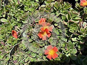 Portulaca 'Pazzaz Nano Orange', compact hybrid cultivar