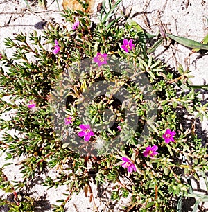 Portulaca pilosa kiss me quicks, pig weed