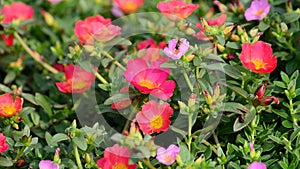 Portulaca Purslane