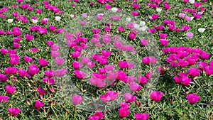 Portulaca Purslane