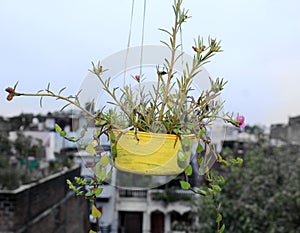 Portulaca succulent plant hanging