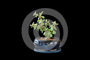 Portulacaria afla bonsai on dark background