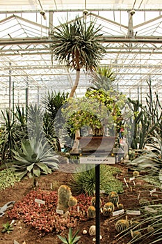 Portulacaria afra. Elephant bush and other plants in the botanical garden