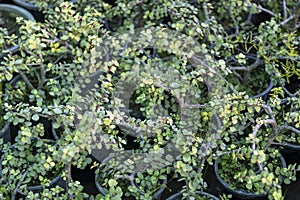 Portulacaria afra elephant bush plant in small pots