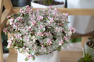 Portulacaria Afra elephant bush, A small-leaved succulent plant, variegated plant, and green leaves with small pink flowers.