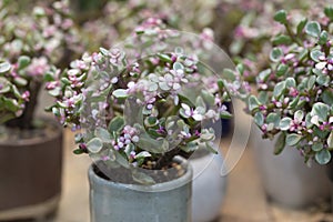 Portulacaria Afra (elephant bush), A small succulent plant, variegated plant in white potted.