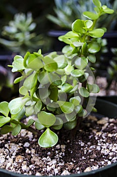 Portulacaria Afra Elephant Bush Succulent Plant