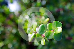 Portulacaria afra `Green` - Elephant Bush, Miniature Jade