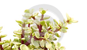 Portulacaria afra isolated