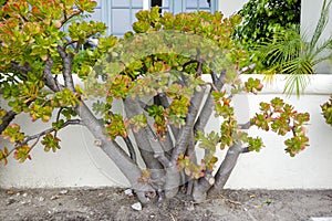 Portulacaria afra plant