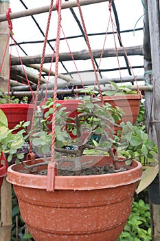 Portulacaria afra plant on hanging pot