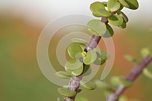Portulacaria afra plant photo