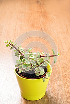 Portulacaria Afra succulent