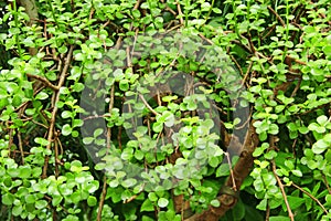 Portulacaria afra. Succulent plant portulacaria afra. Green natural texture