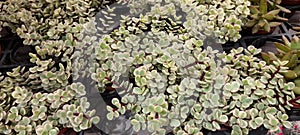 Portulacaria Afra Variegata