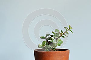 Portulacaria afra variegata house plant in terracotta pot closeup