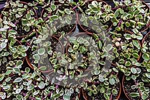 Portulacaria Afra Variegata indoor ornamental plant in pots.