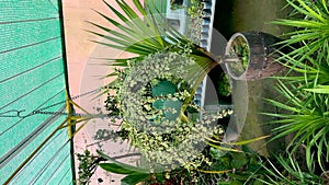 Portulacaria afra variegated hanging plant closeup
