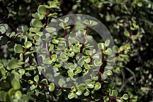 Portulacaria, coin plant plant, tree of plenty