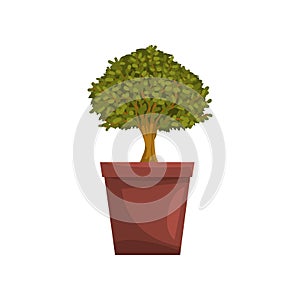 Portulacaria indoor house bonsai tree in brown pot, element for decoration home interior vector Illustration on a white