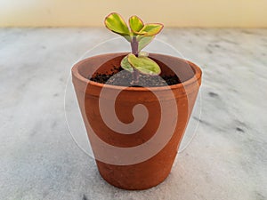 Portulacaria rainbow plant in a tiny terracotta pot