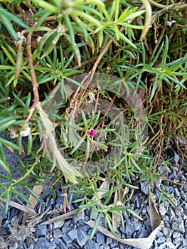 Portulace grandiflora