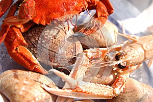 Portunus,littleneck clams and Dublin Bay prawns