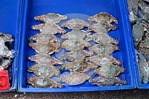 Portunus pelagicus or blue crab