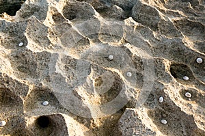 Porus rock corral on beach with sea shells embedded in it