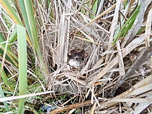 Porzana parva. The nest of the Little Crake in nature.