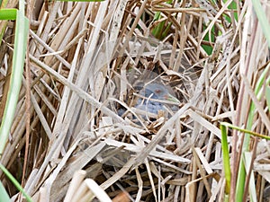 Porzana parva. The nest of the Little Crake in nature.