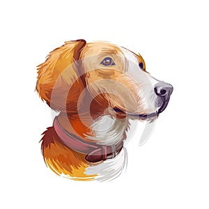 Posavac Hound dog portrait isolated on white. Digital art illustration of hand drawn dog for web, t-shirt print and puppy food