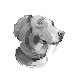 Posavac Hound dog portrait isolated on white. Digital art illustration of hand drawn dog for web, t-shirt print and puppy food