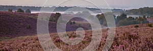 Posbank National park Veluwe, purple pink heather in bloom, blooming heater on the Veluwe