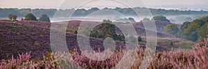 Posbank National park Veluwe, purple pink heather in bloom, blooming heater on the Veluwe