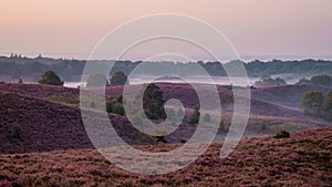 Posbank National park Veluwe, purple pink heather in bloom, blooming heater on the Veluwe