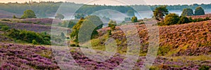 Posbank National park Veluwe, purple pink heather in bloom, blooming heater on the Veluwe