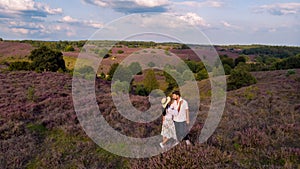 Posbank National park Veluwe, purple pink heather in bloom, blooming heater on the Veluwe